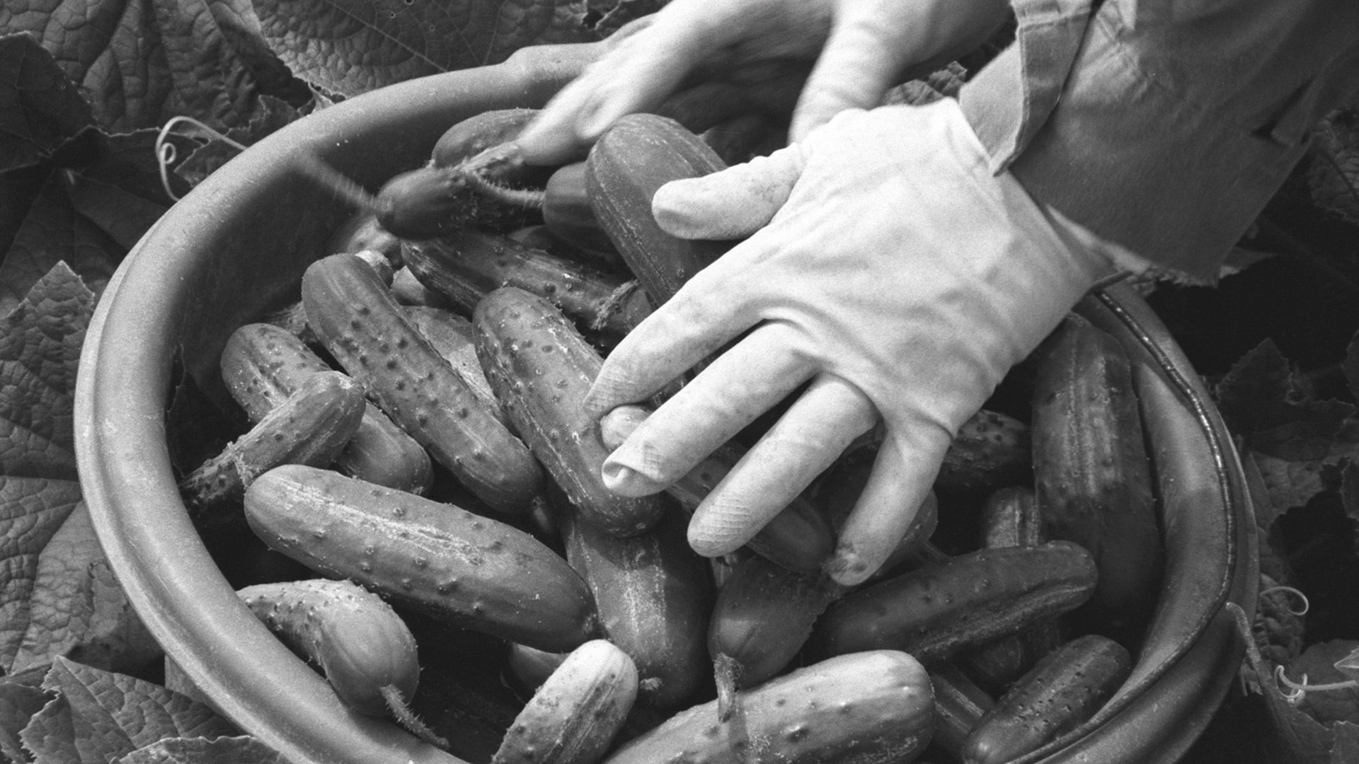 The Guestworker