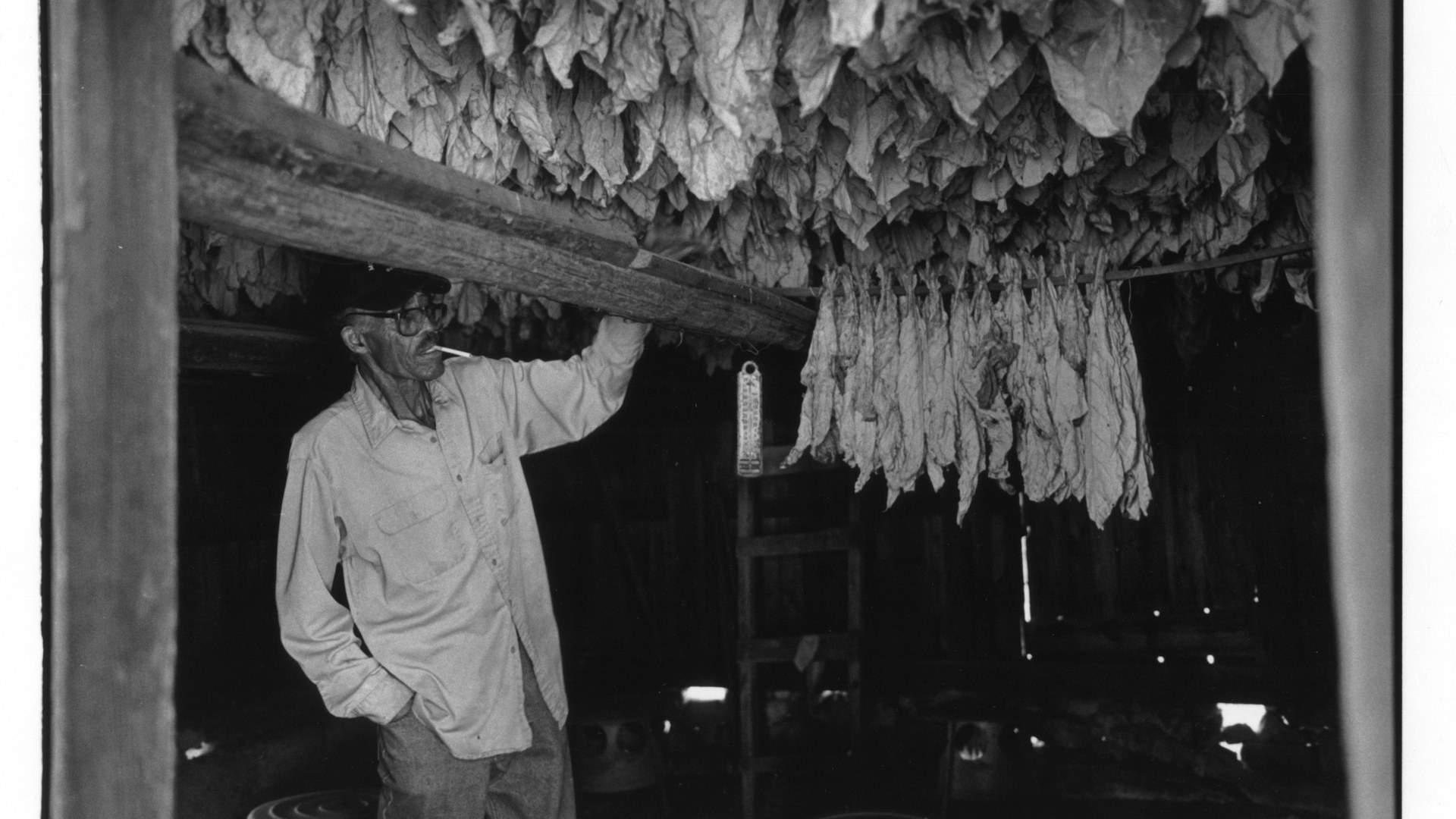 Tobacco Money Feeds My Family